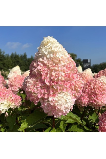 Куст гортензии Living Summer Love с бело-розовыми соцветиями